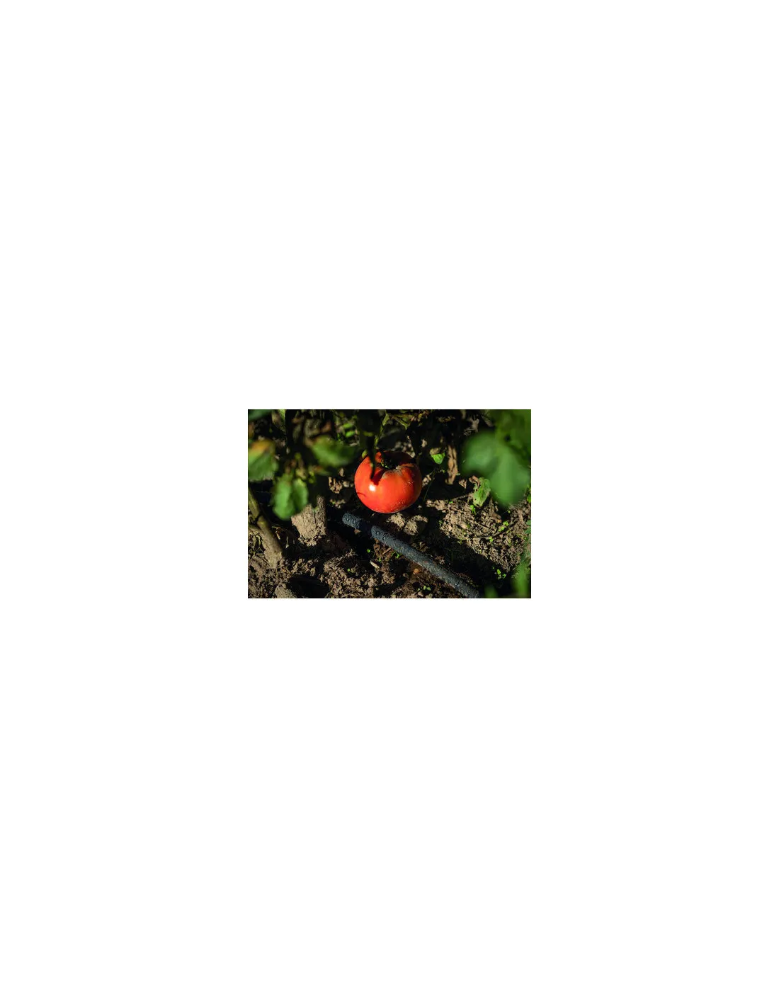TUYAU MICRO PEARL D12,5 L.50M CAP VERT 95400.30550.02551